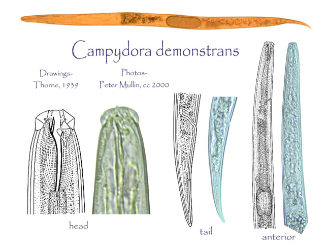 Представитель Семейства Campgdoridae
